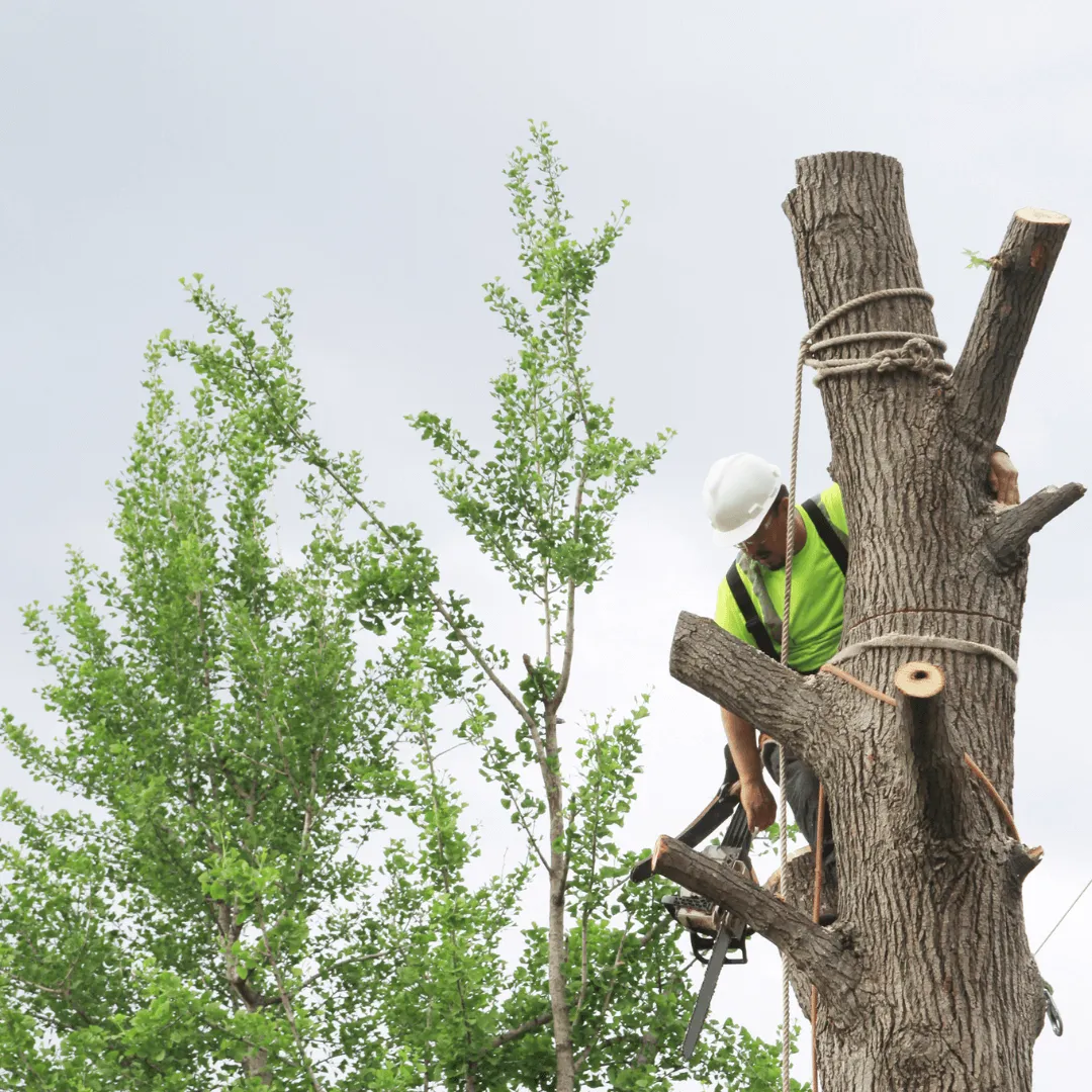 Tree Cutting