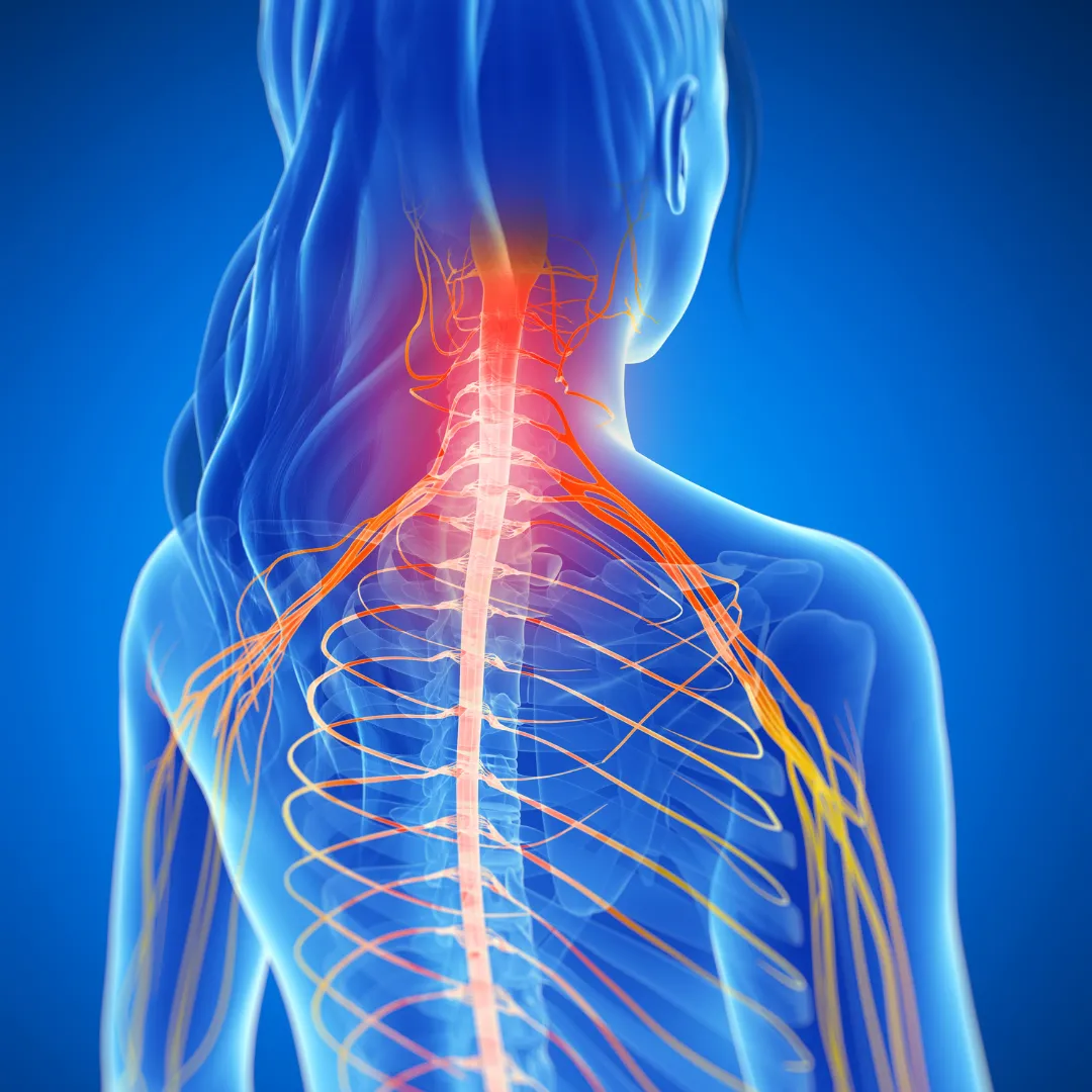 spinal cord vertebrae facets discs skeleton energy