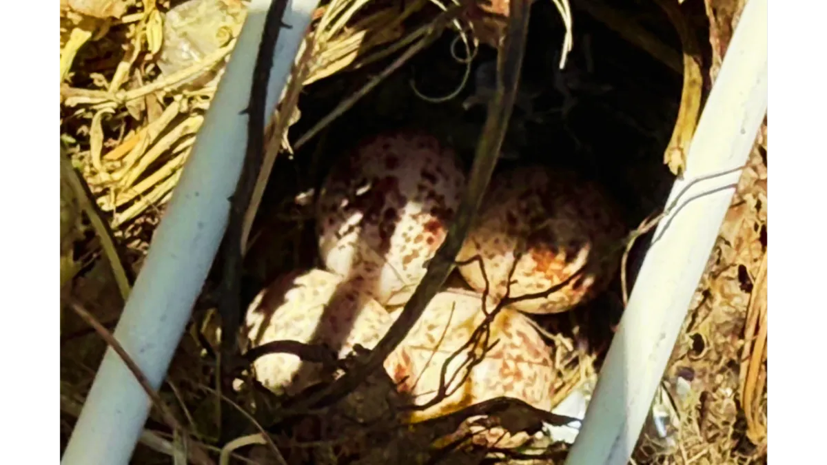 Spring, Resilience, and the Power of Ground & Fill