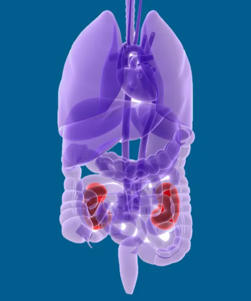 Adrenal glands
