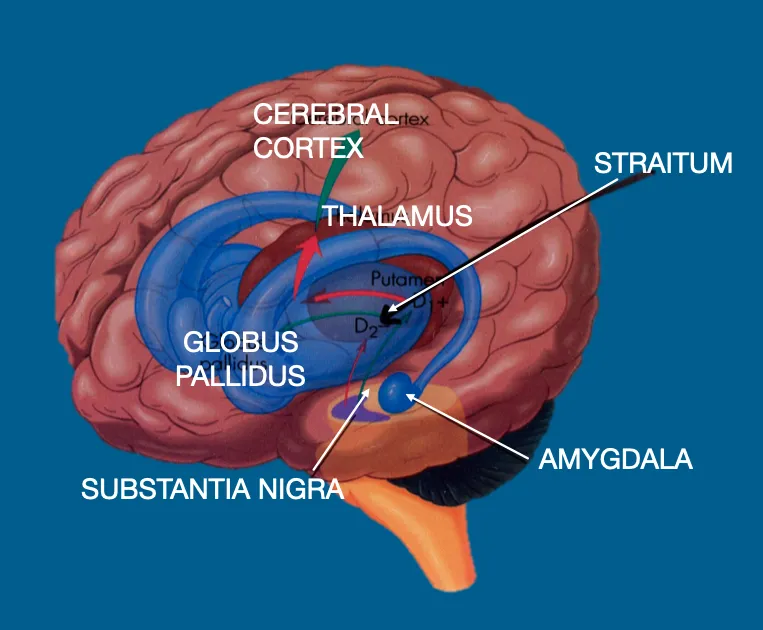 Brain anatomy illustration