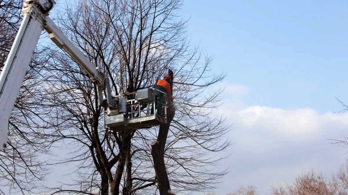  Arborist using high-reach tree trimming equipment being used to safely trim branches at a significant height.