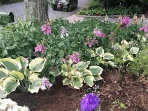 {{ custom_values.service_3 }} in {{custom_values.area_6})