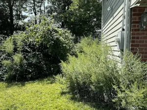 {{ custom_values.service_3 }} in {{custom_values.area_2})