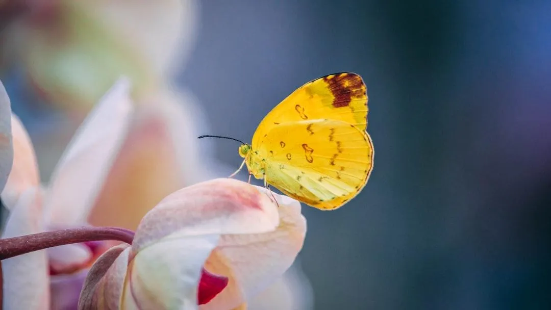 yellow butterfly on pink and white flower petal