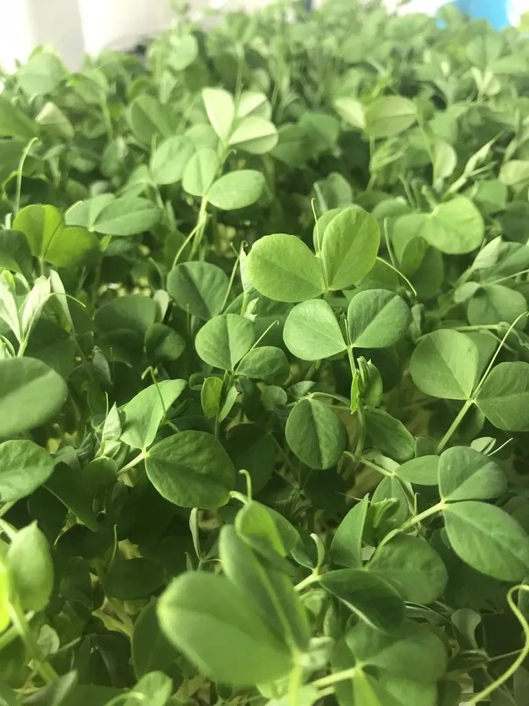 Fresh greens texture