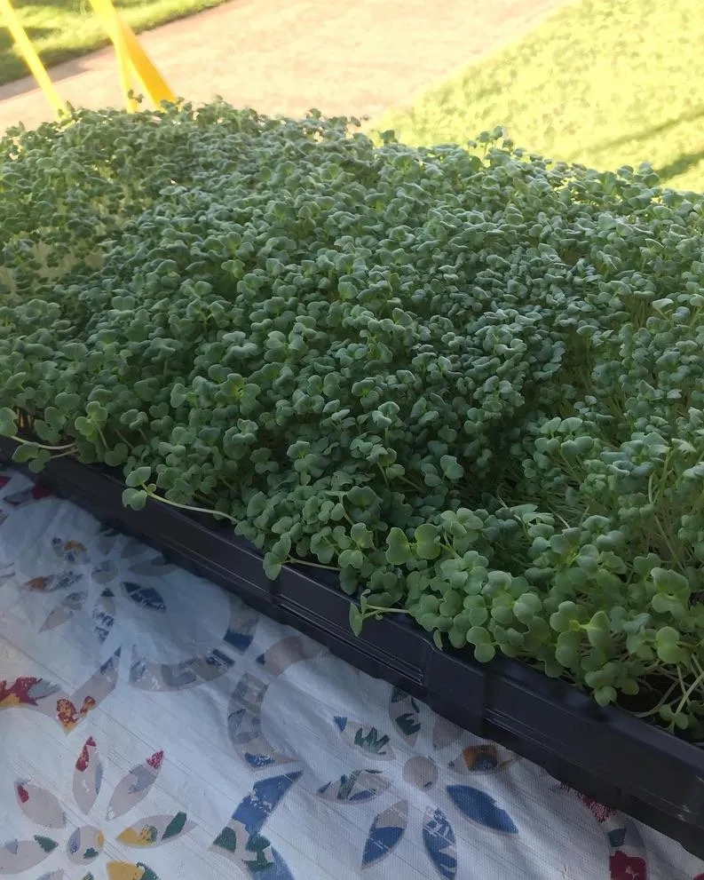 Homestead farm visual