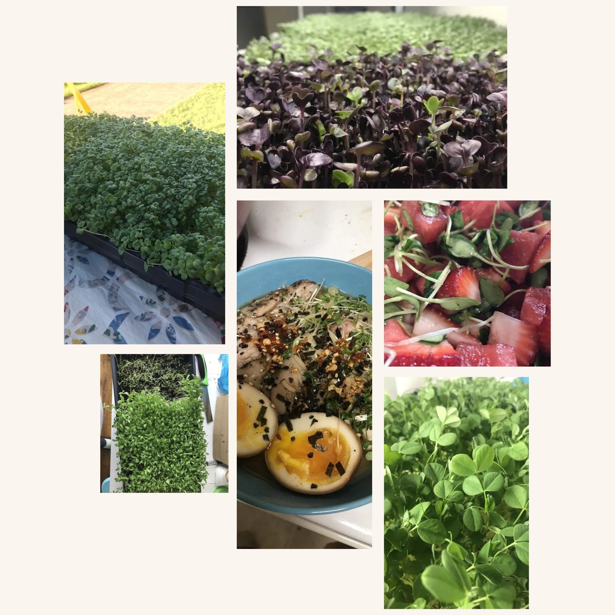 Homestead farm visual