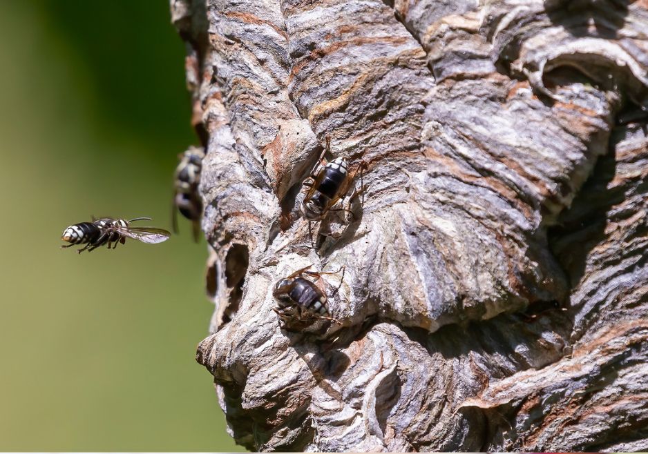 stinging-insect-removal-midland-texas.jpg