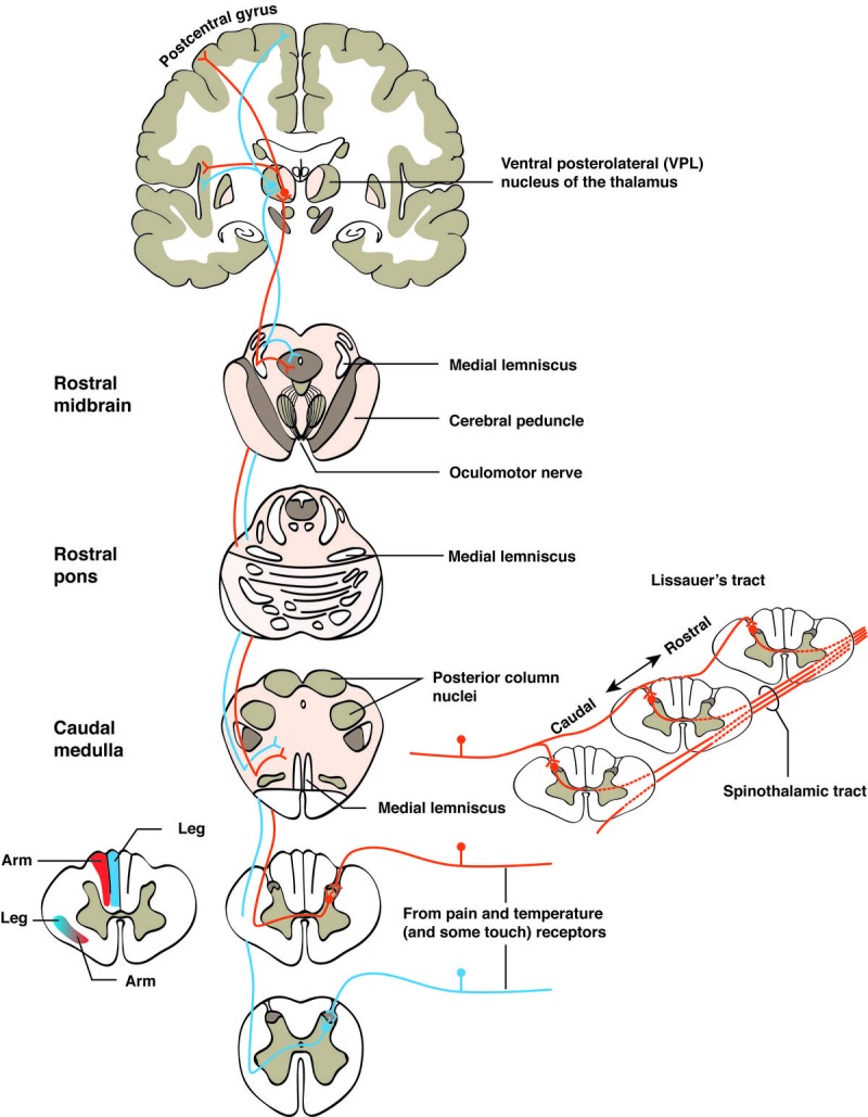 New Clinical Research on Acupuncture