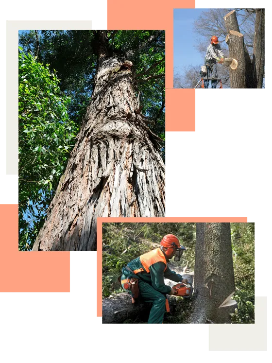 Collage of trees and people working on them