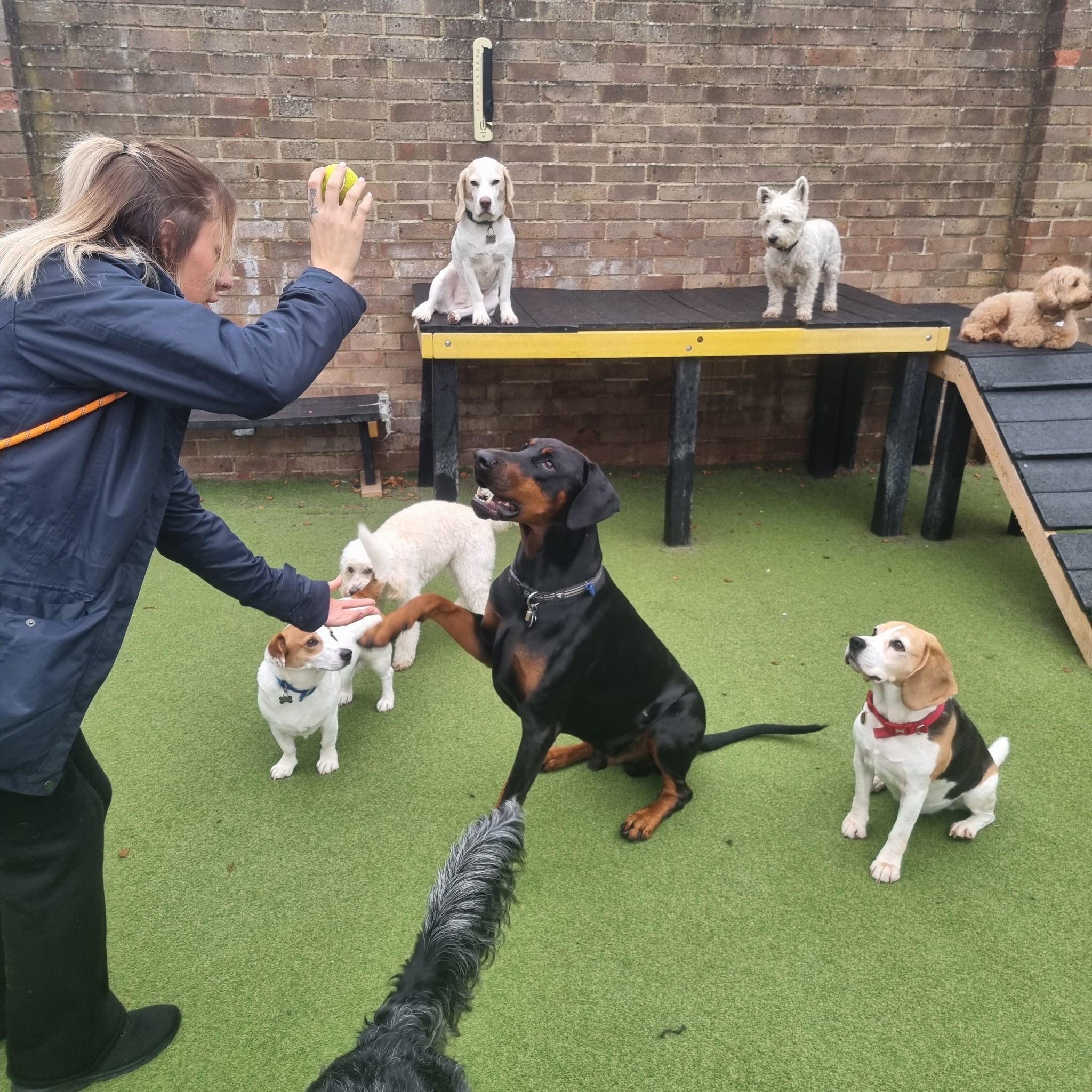 Happy small dog sitting on a cushioned grooming pod in a modern interior.