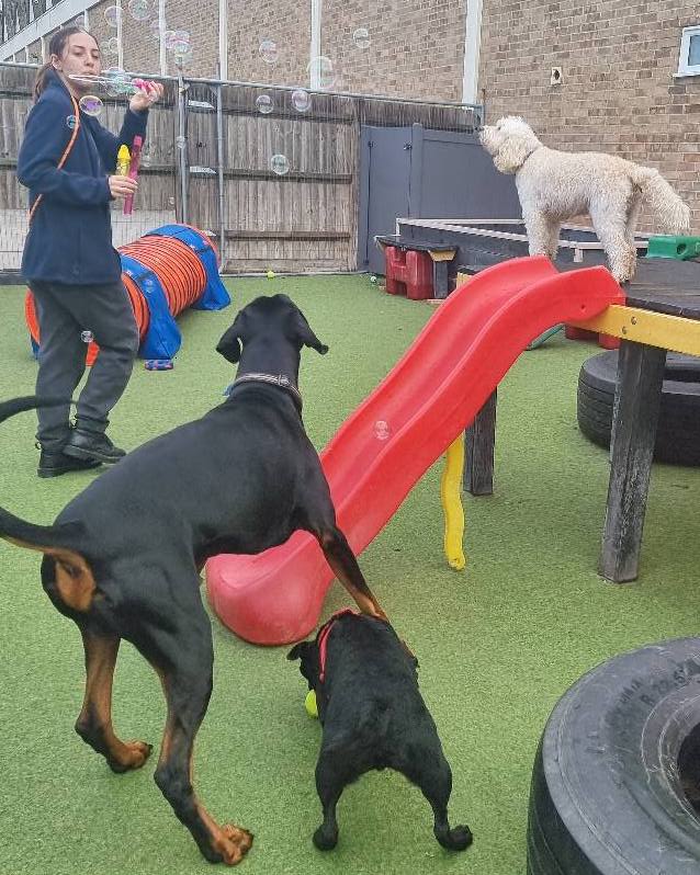 Happy small dog sitting on a cushioned grooming pod in a modern interior.