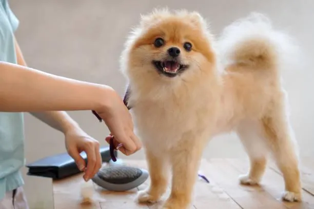 Dog haircut