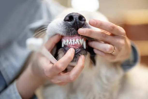 Dog teeth cleaning