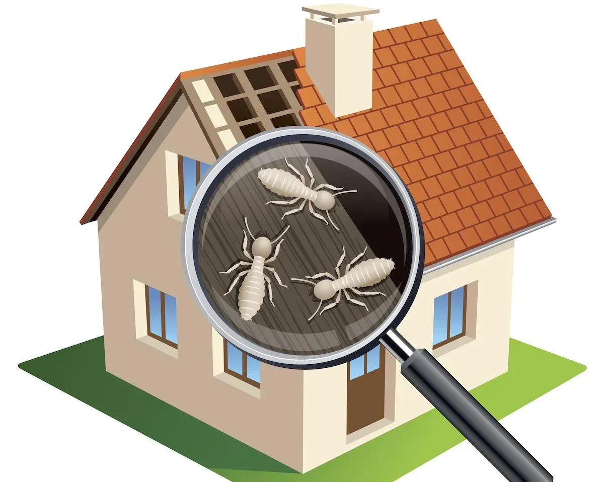 WDO-Termite-Inspections