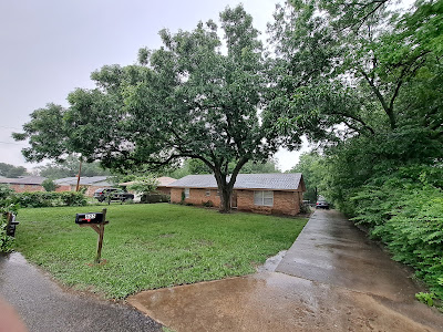 Tree Risk Assessment and Inspection