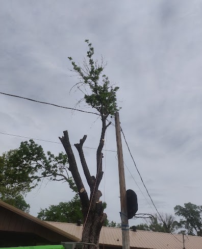 Tree Trimming and Pruning Services