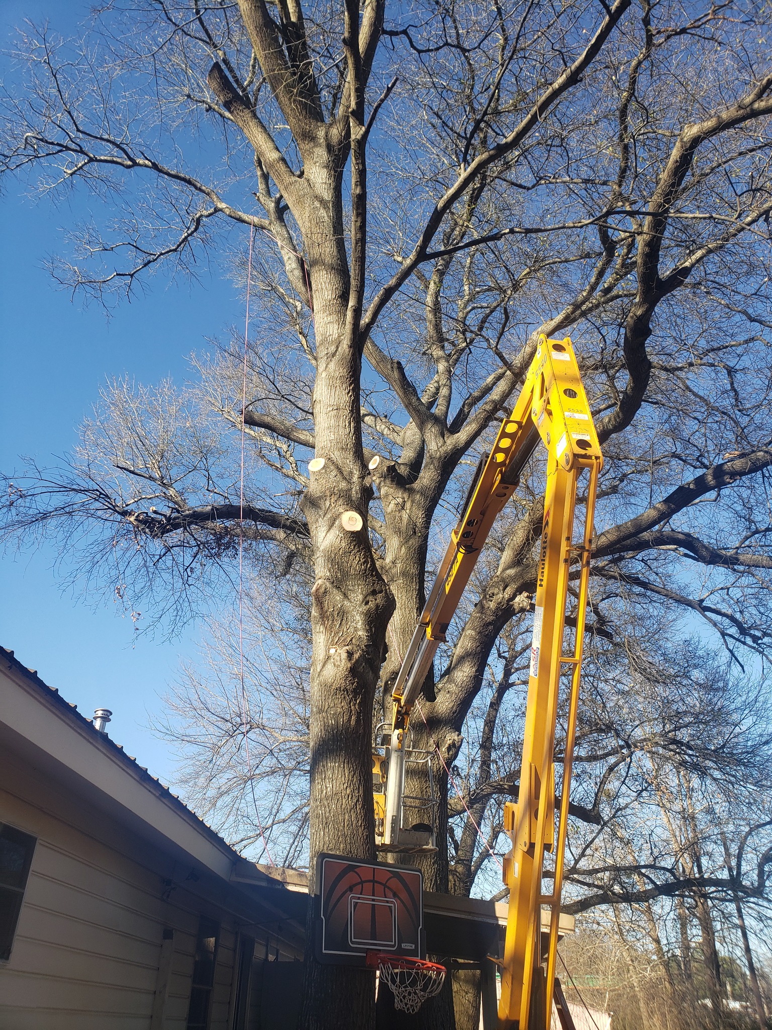 Preventative Tree Maintenance