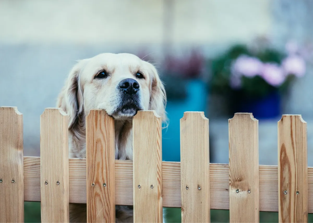 best fence for dogs