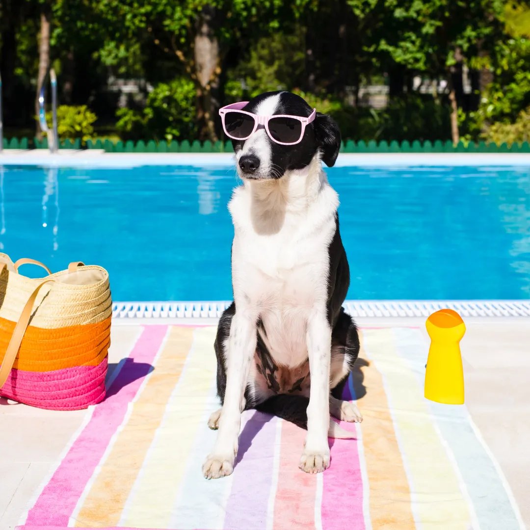dog with sunglasses on vacation by a pool