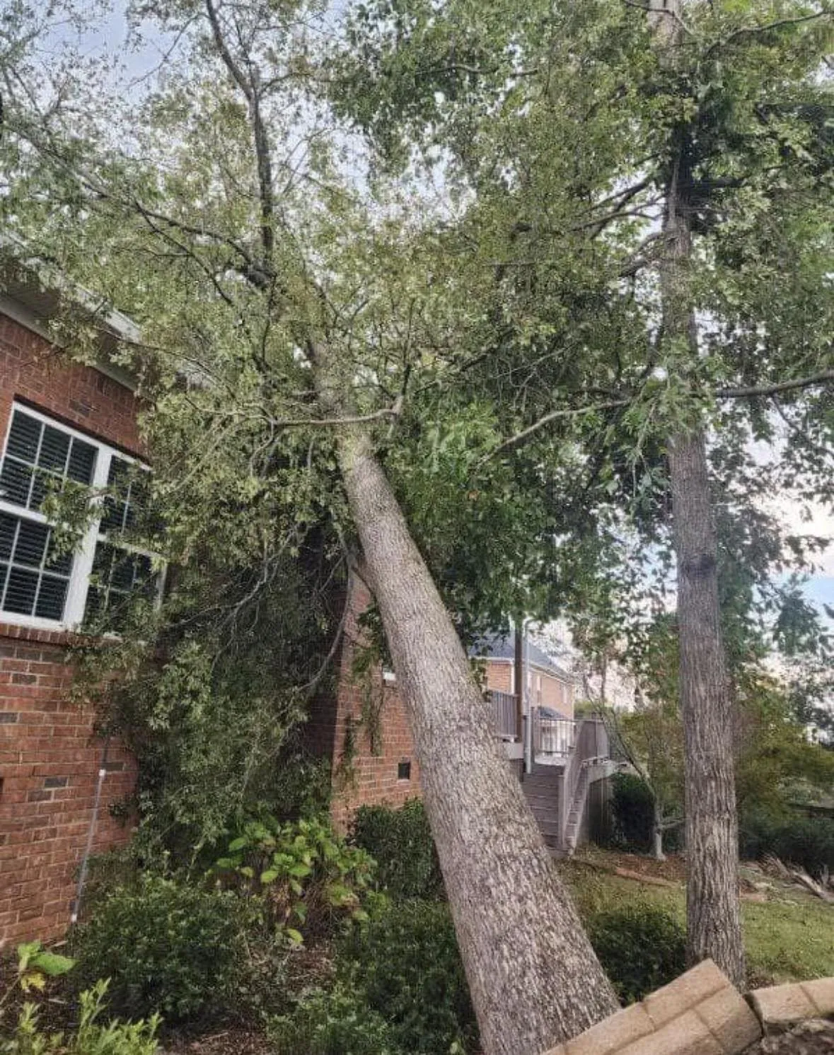 Tree Removal Lake Ocnee Area