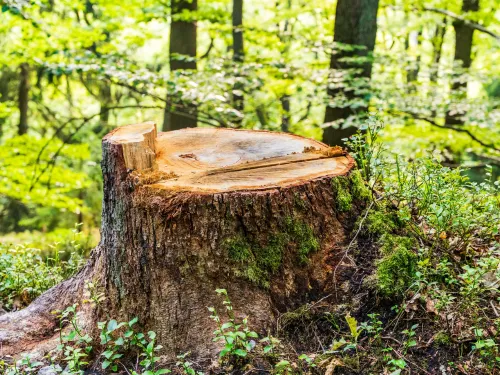 Stump Grinding in Lake Ocnee Area