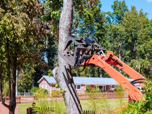  Tree Removal