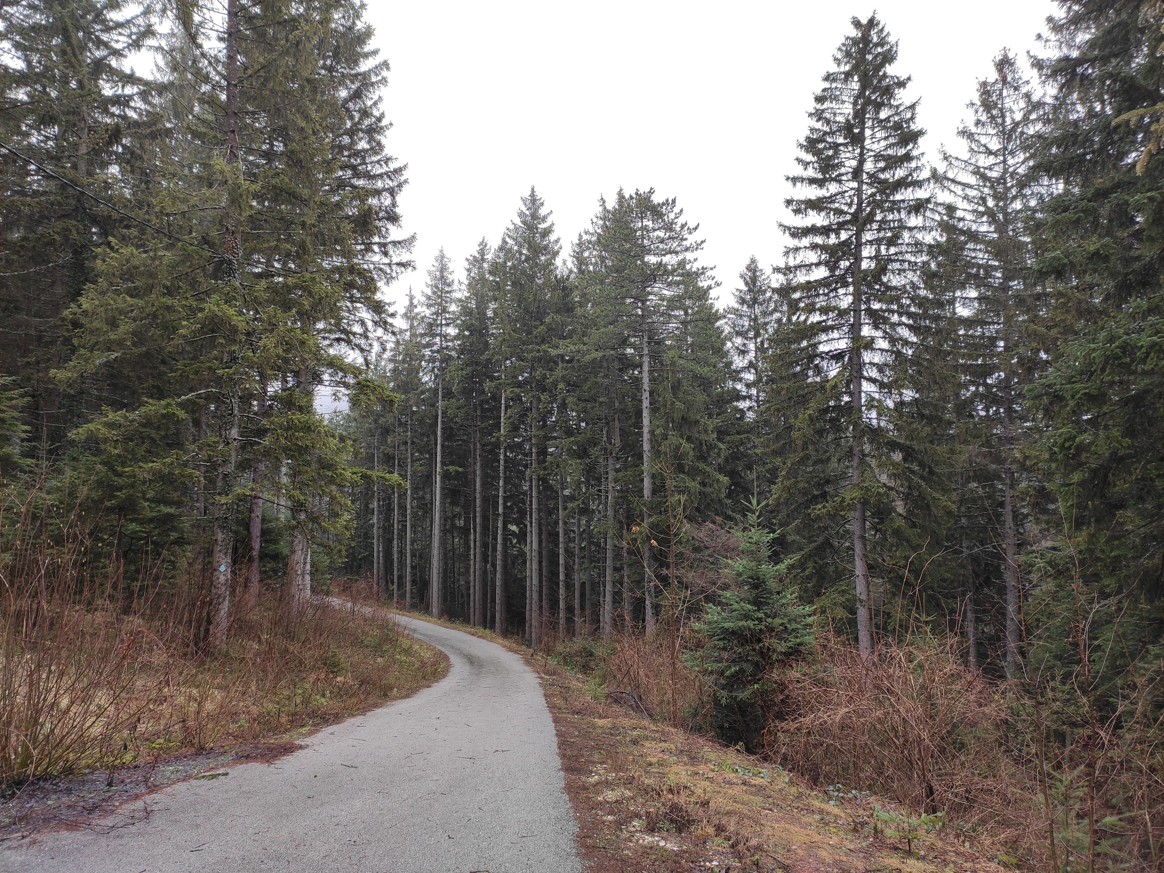 Fir Morgan county Tree Trimming