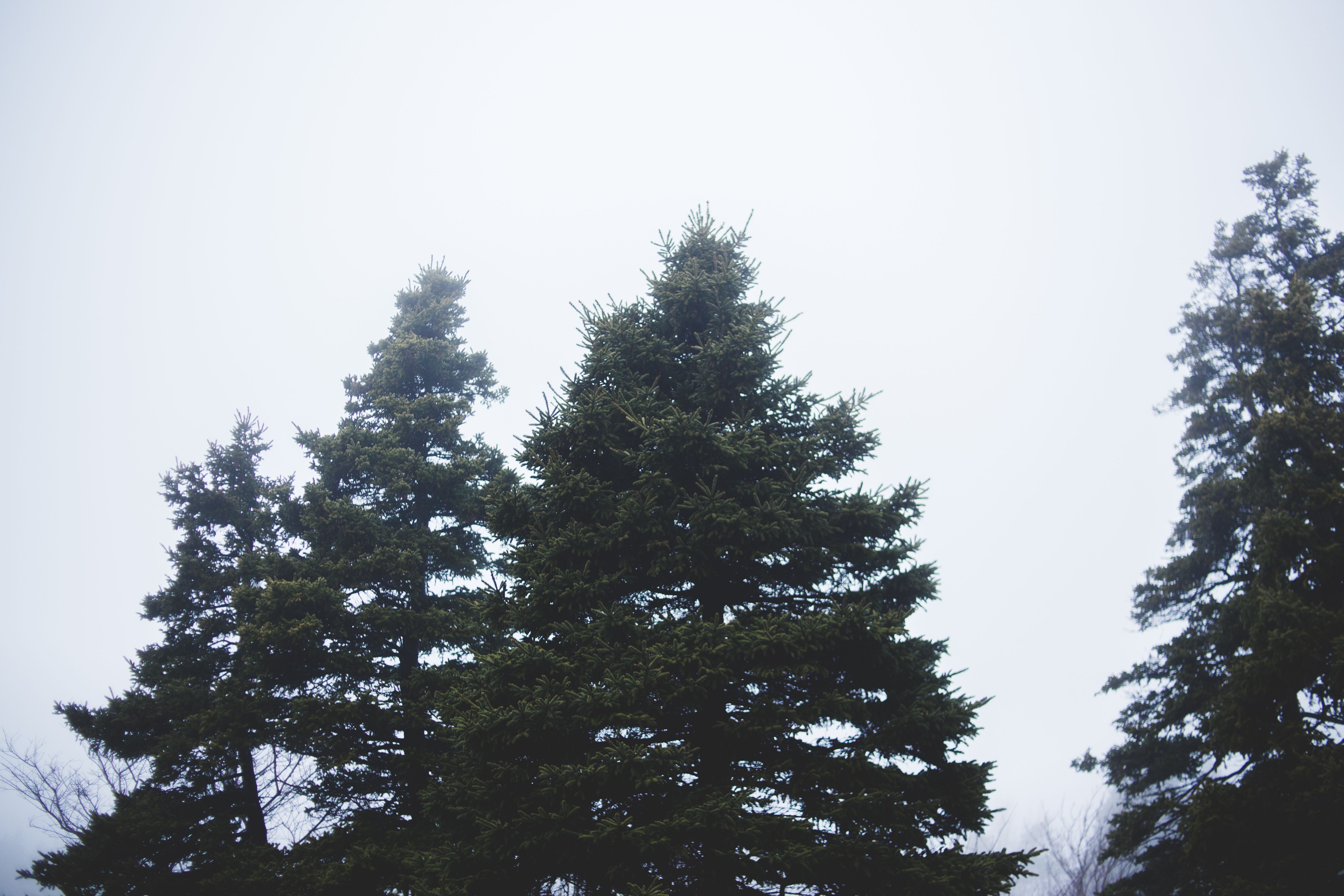 Fir Morgan county Tree Removal