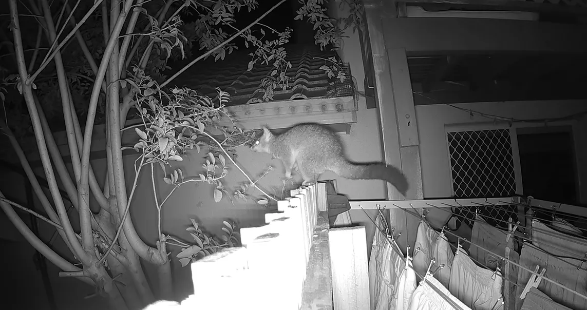 10 things you should know about possums
