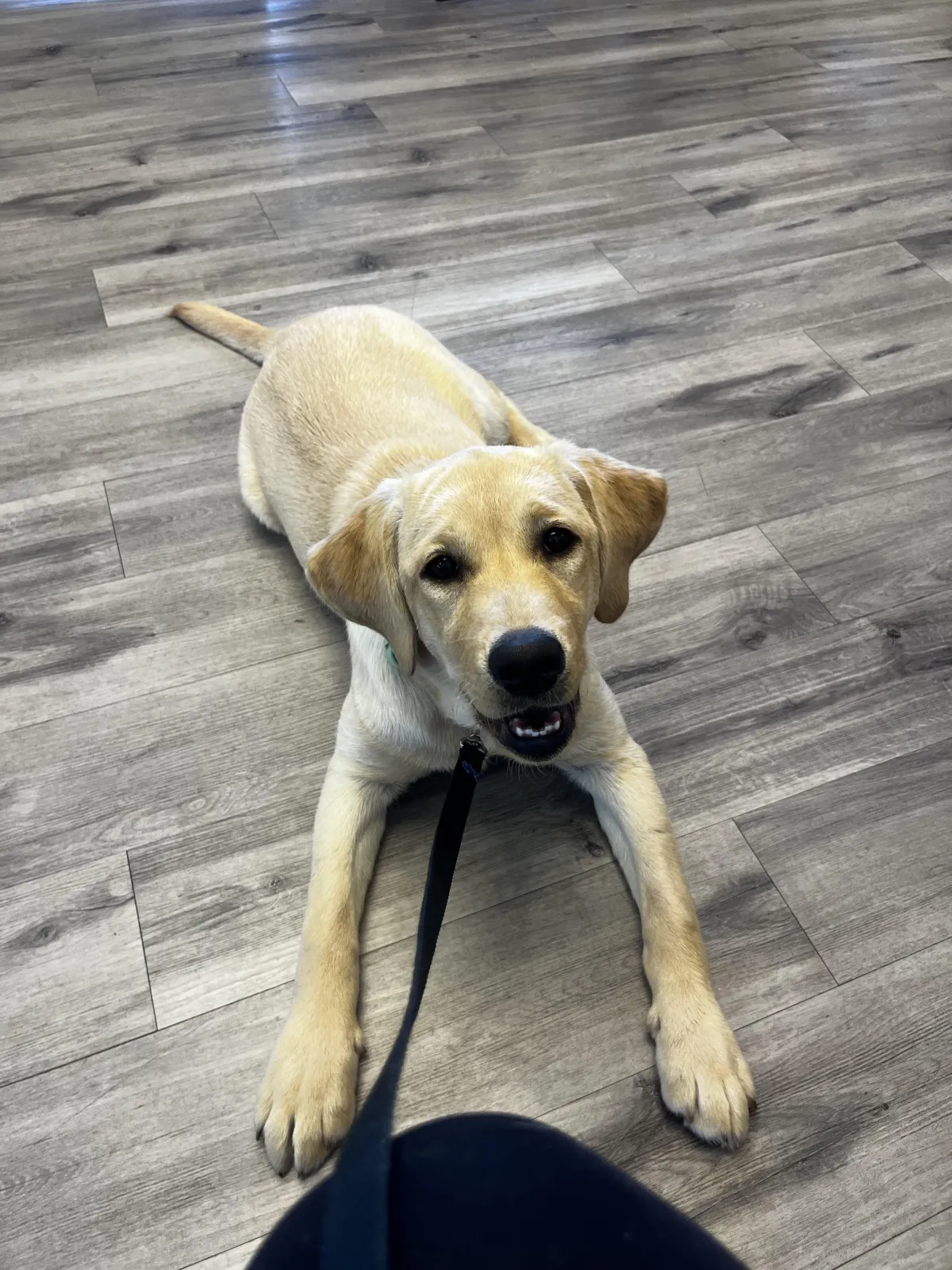 How to Create a Calm Dog Without Wearing Them Out | Puppy Training Parker CO