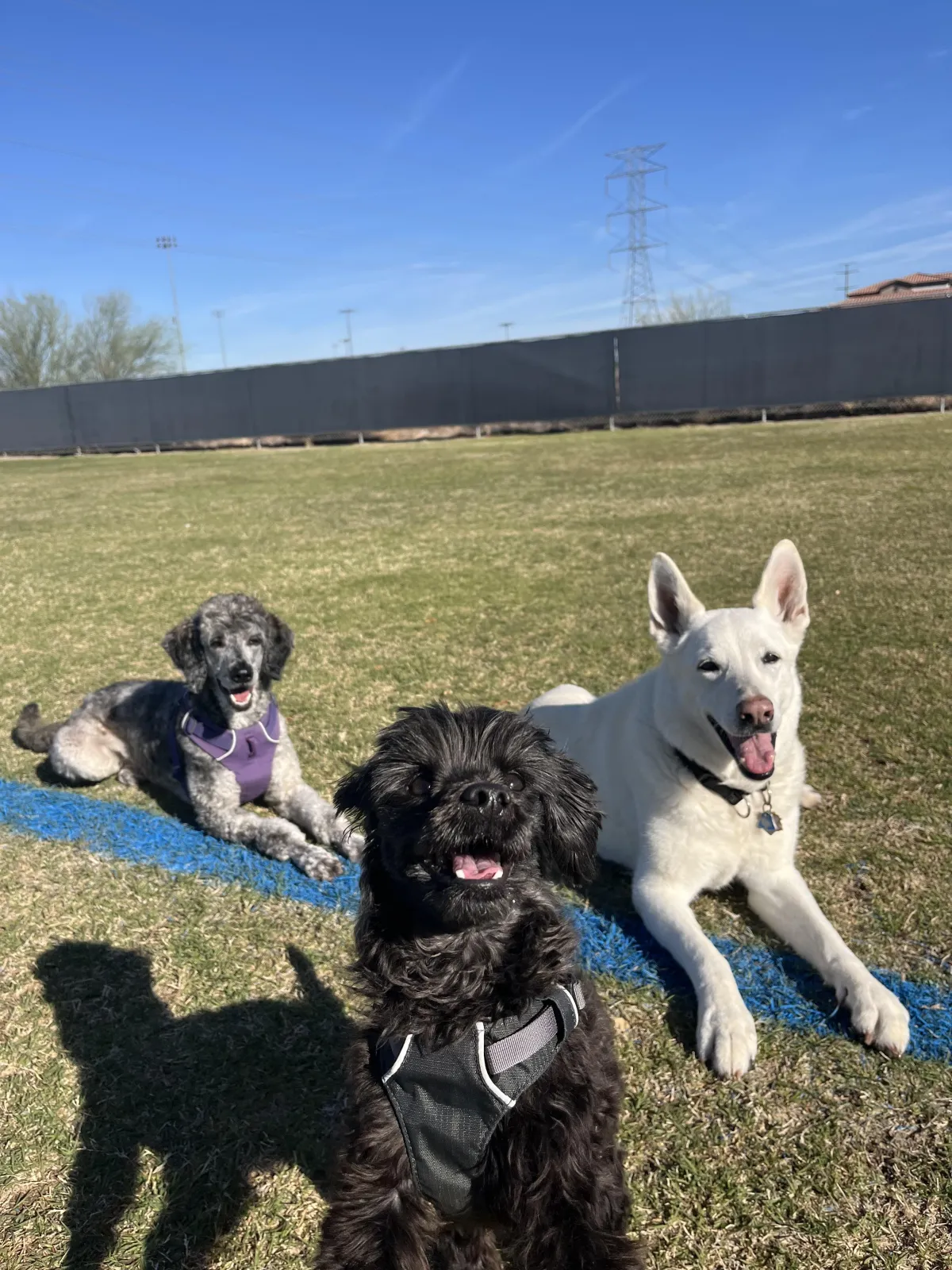orphic, bailey, and snowe at a park
