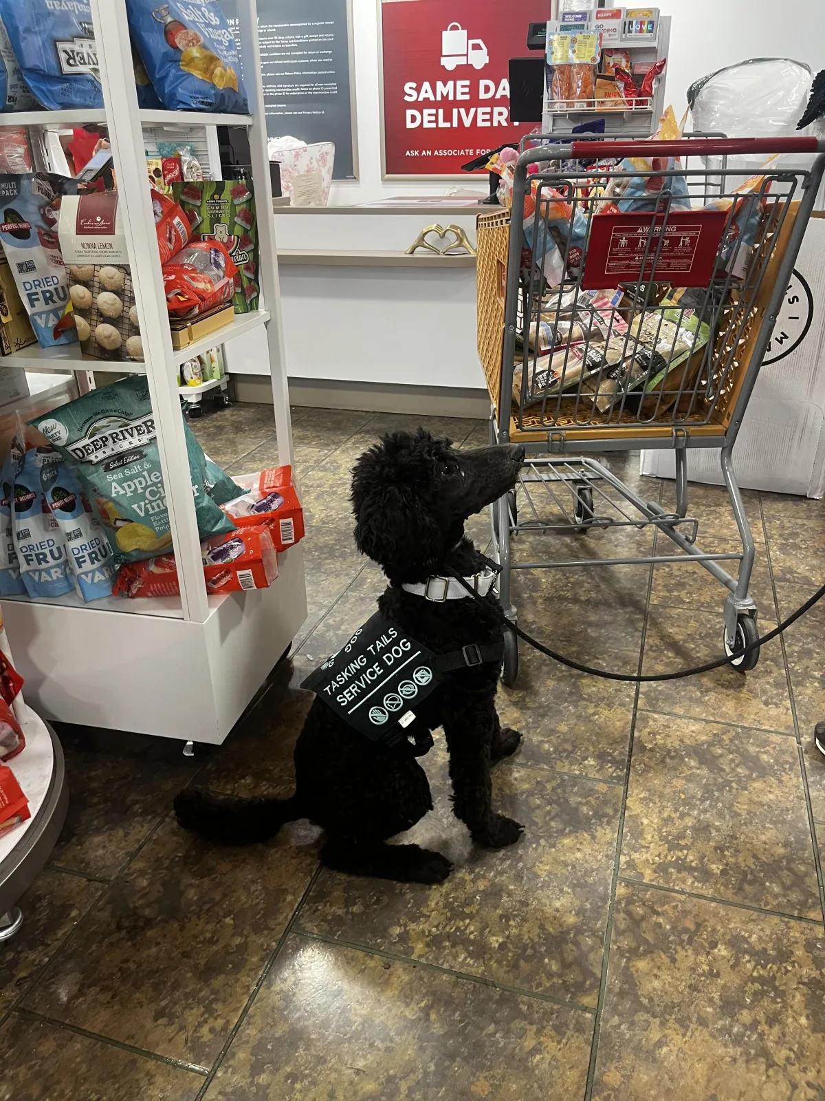 Is Your Service Dog Ready for Public Access? Real Standards Most People Miss