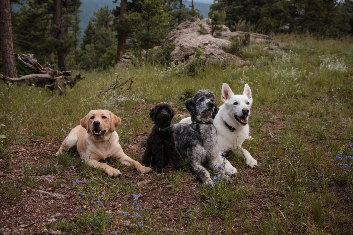 Dog-Friendly Trails Near Parker, Colorado for Training Walks
