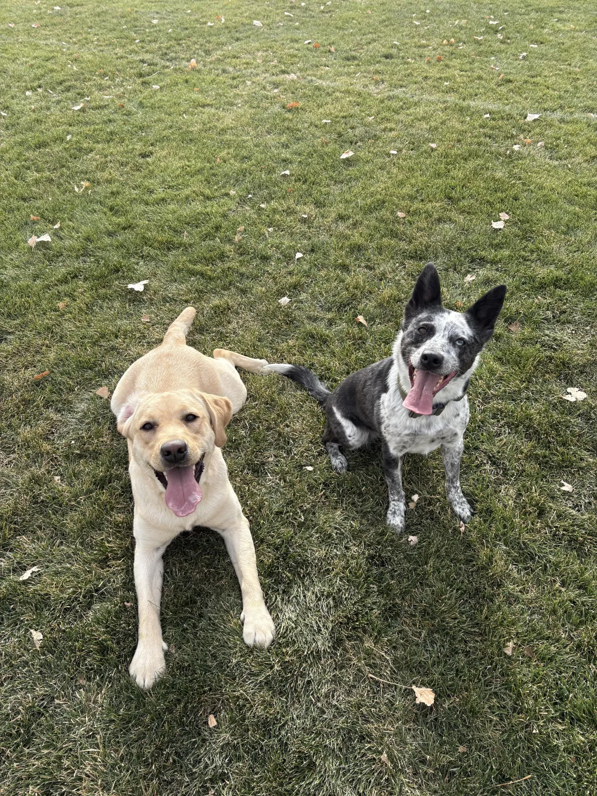 No Paws Like Home Trainers Maddox & Kaiden