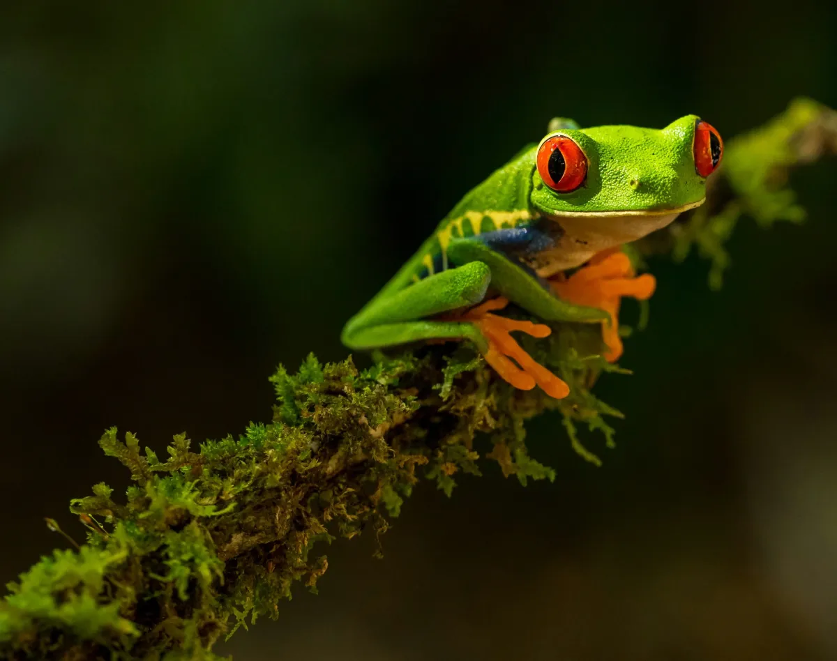 How To Explore Costa Rica in 7 Days?