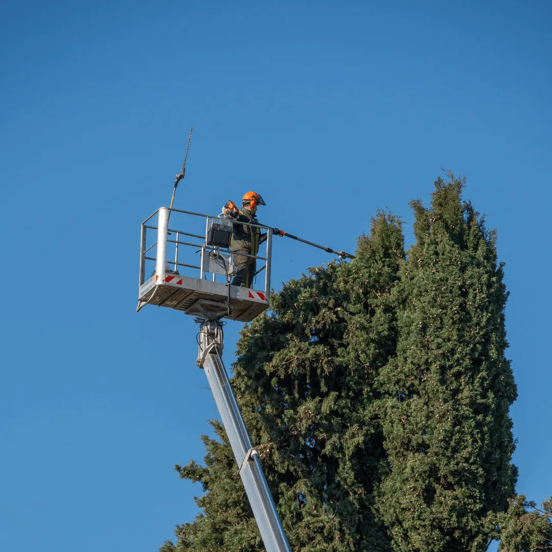 Tree Trimming