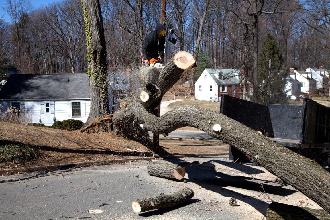 An image of Tree Removal Services in Edmonds, WA