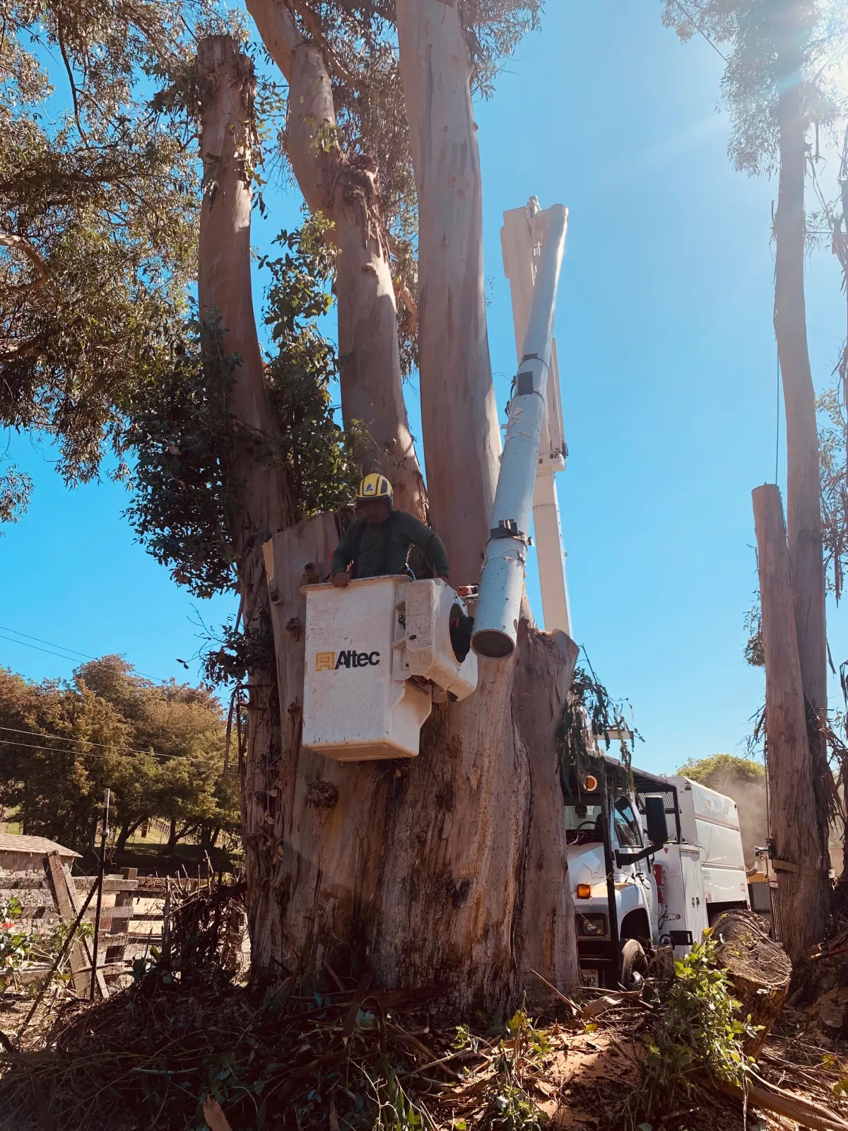 Arborist pruning tree branches safely