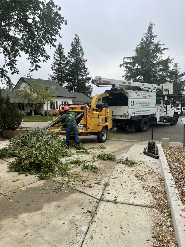 Arborist performing hazardous tree removal