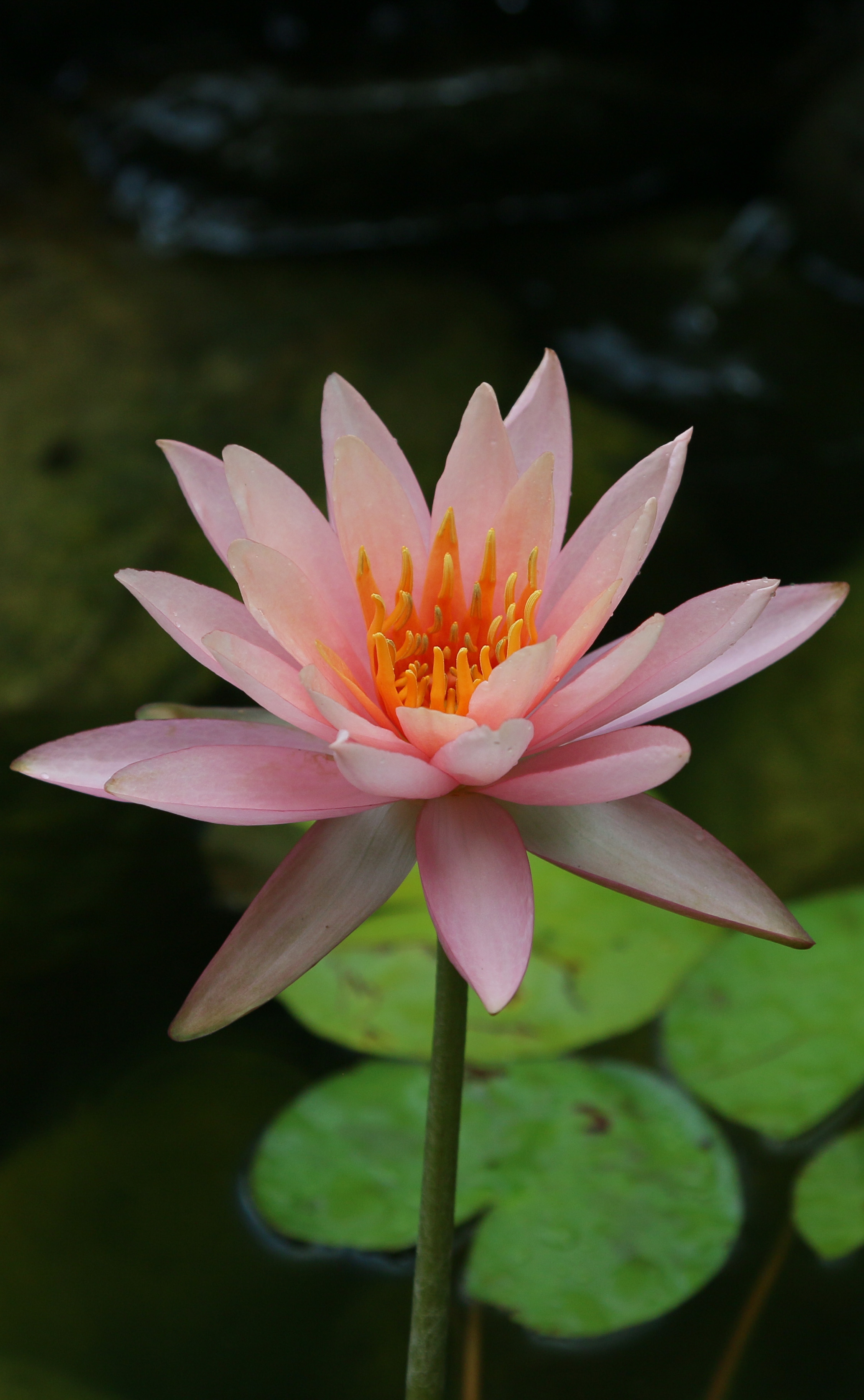 Nationwide Health and Wellness