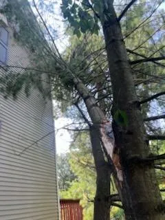 Storm Damage Cleanup in 