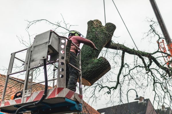 Tree Removal in 
