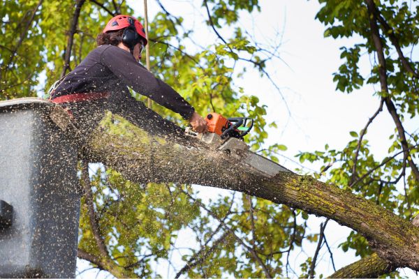 Storm Damage Cleanup in 