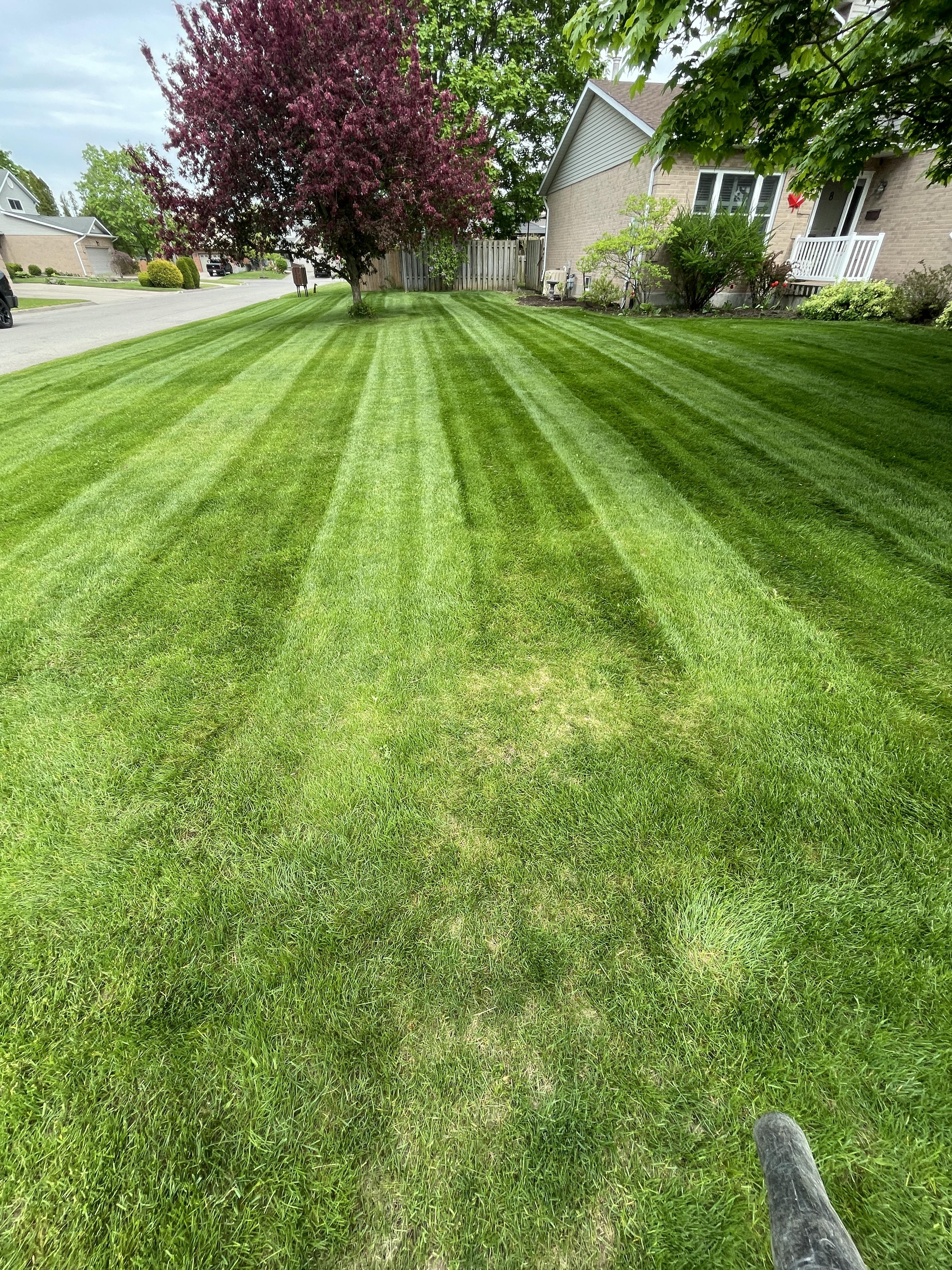brouwer lawn care niagara gallery