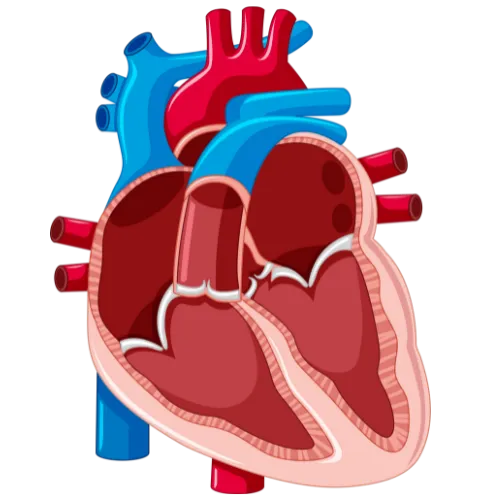 Femtinos Heart Anatomy