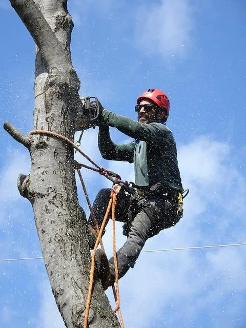 Long Island Tree Timming Service