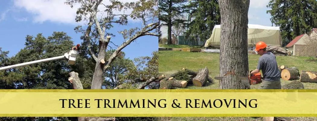 Long Island Tree Service - Trimmin nd Removal