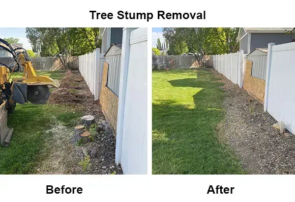 Long Island Stump Removal Service Before & After